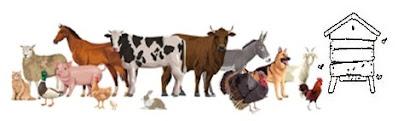 ANimaux de compagnie De nombreux animaux de compagnie qui peuvent être harmonisés